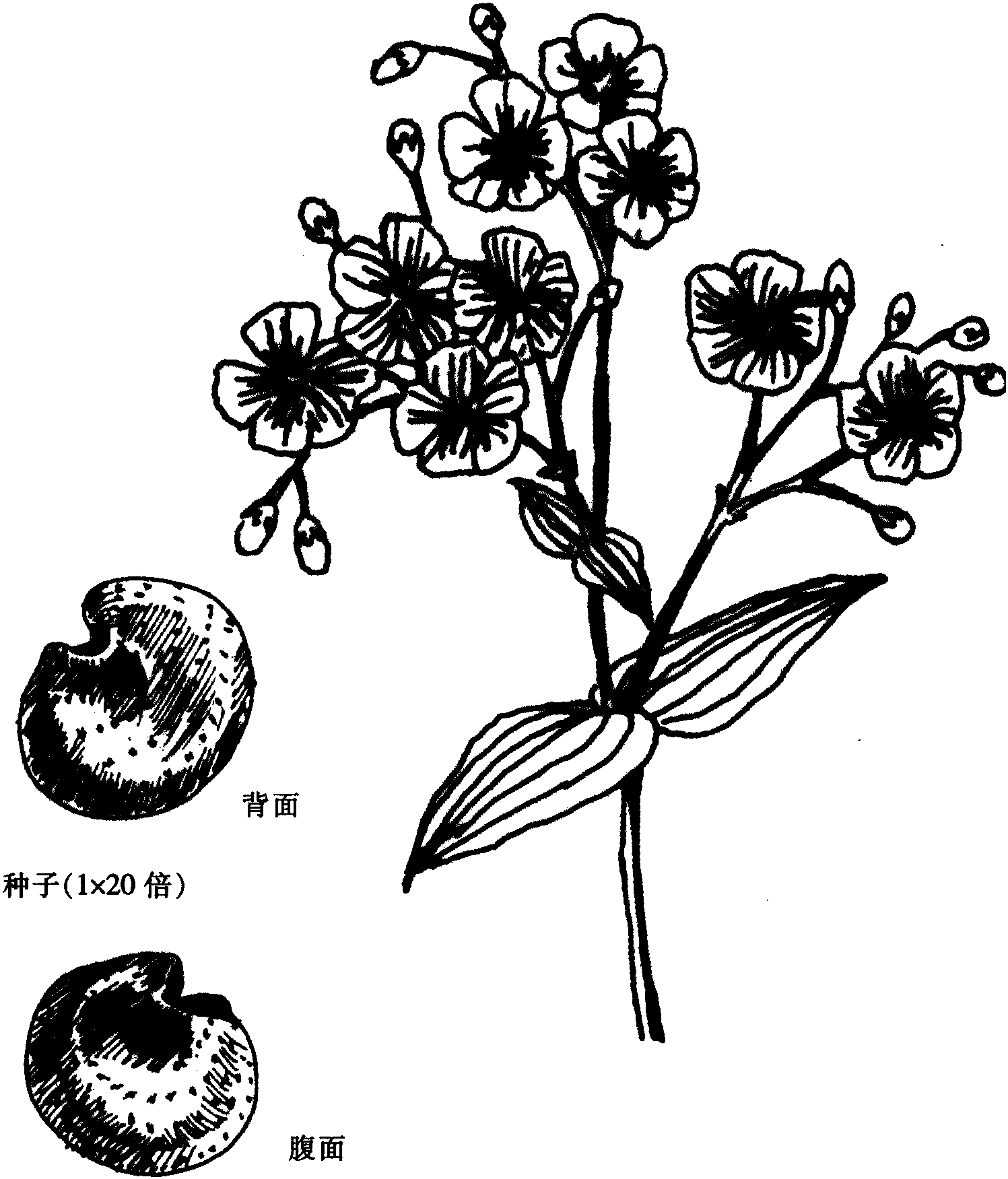 微孔草图片_大自然的微孔草图片大全 - 花卉网